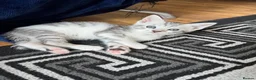 Mixed Breed cats for sale: Adorable bengal mixed kittens - Advert 13