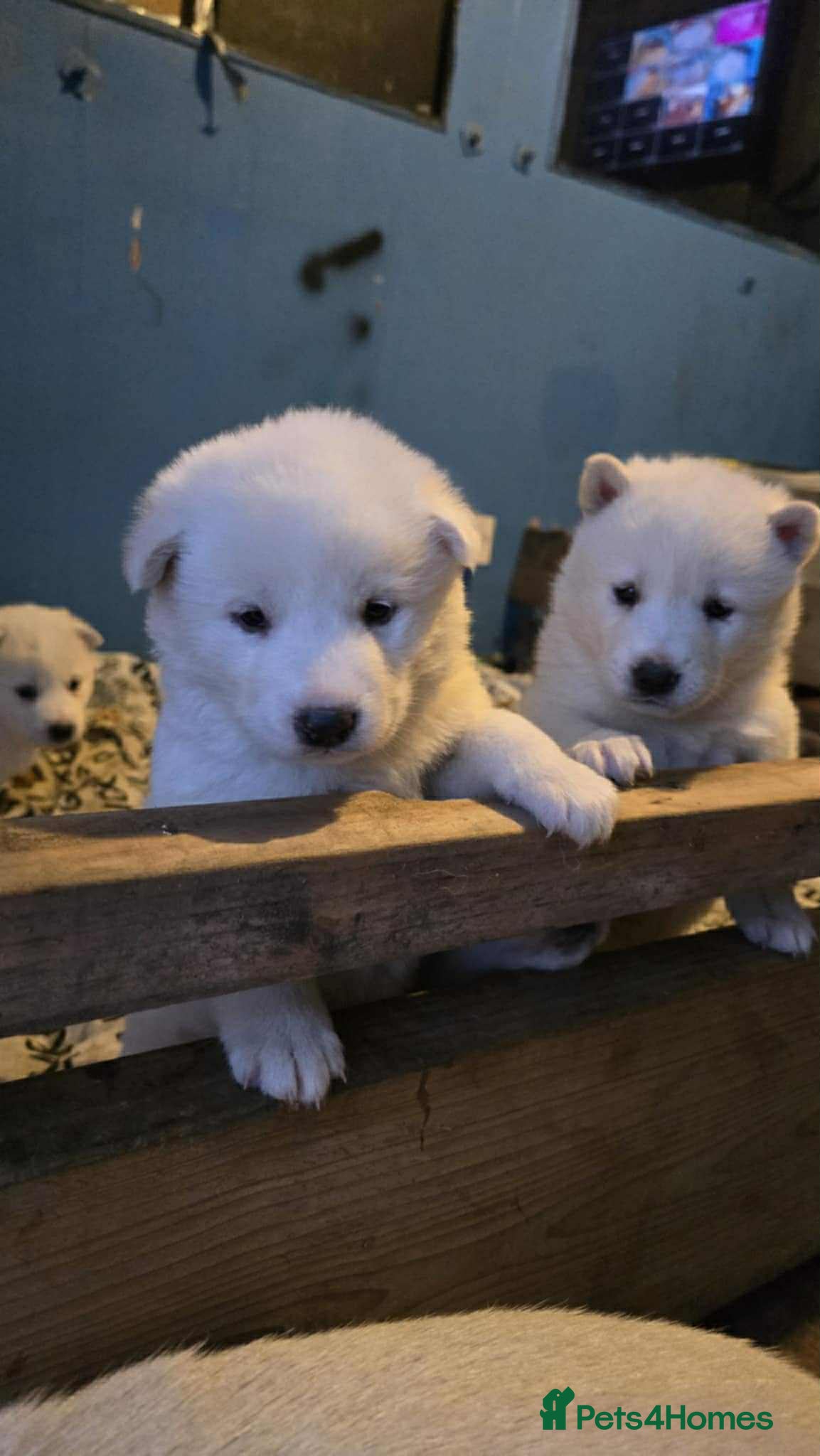 Huskita dogs 4 beautiful female akita X husky - Advert 1