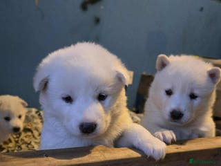 Huskita dogs 4 beautiful female akita X husky - Advert 8
