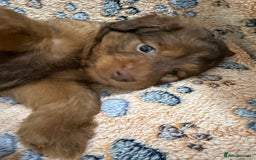 Mixed Breed dogs for sale: Beautiful cavapoopoms looking for forever homes  - Image 6