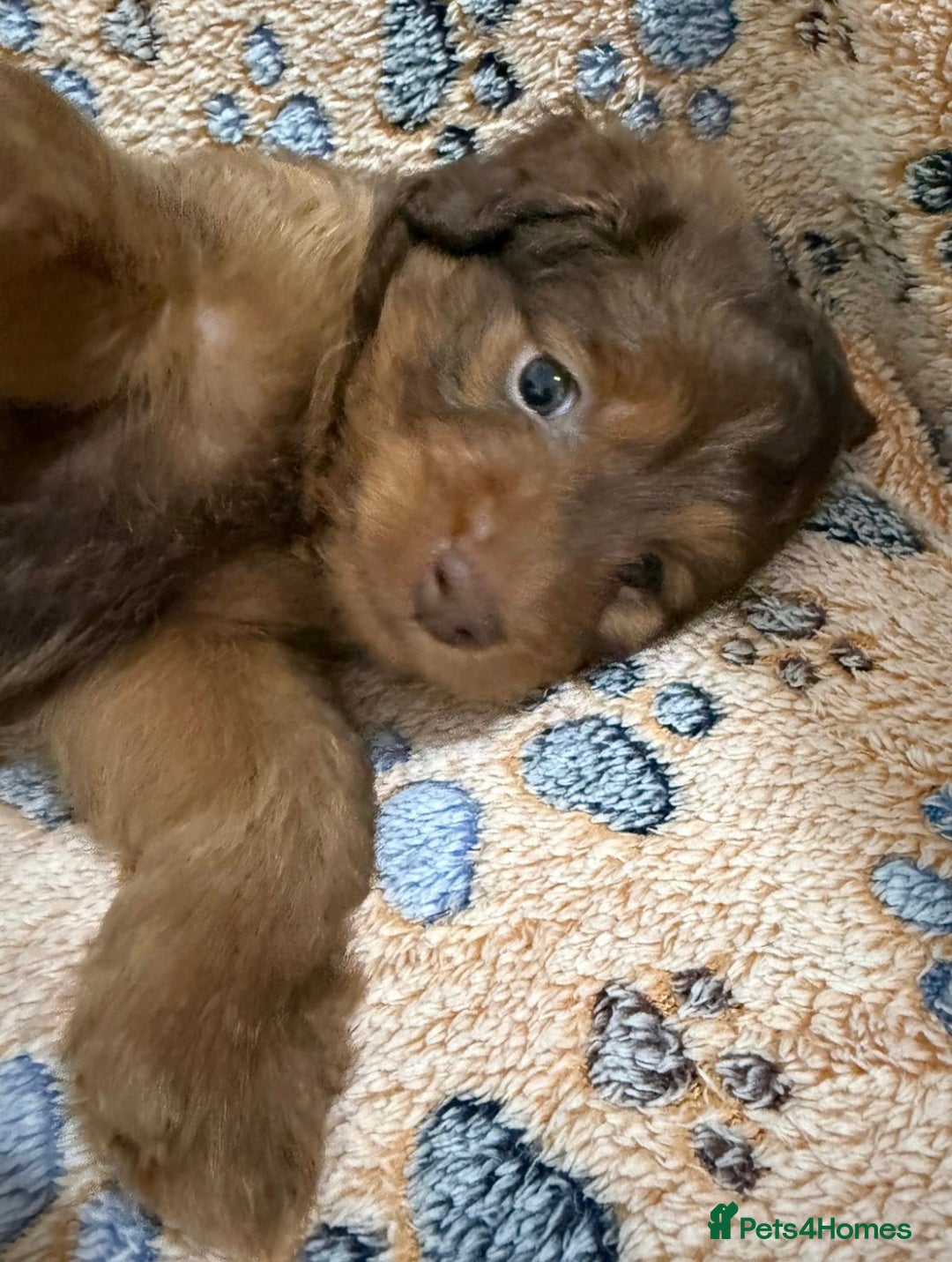 Mixed Breed dogs for sale: Beautiful cavapoopoms looking for forever homes  - Image 6