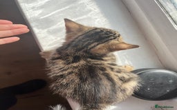 Bengal cats for sale: Bengal kittens - Image 16