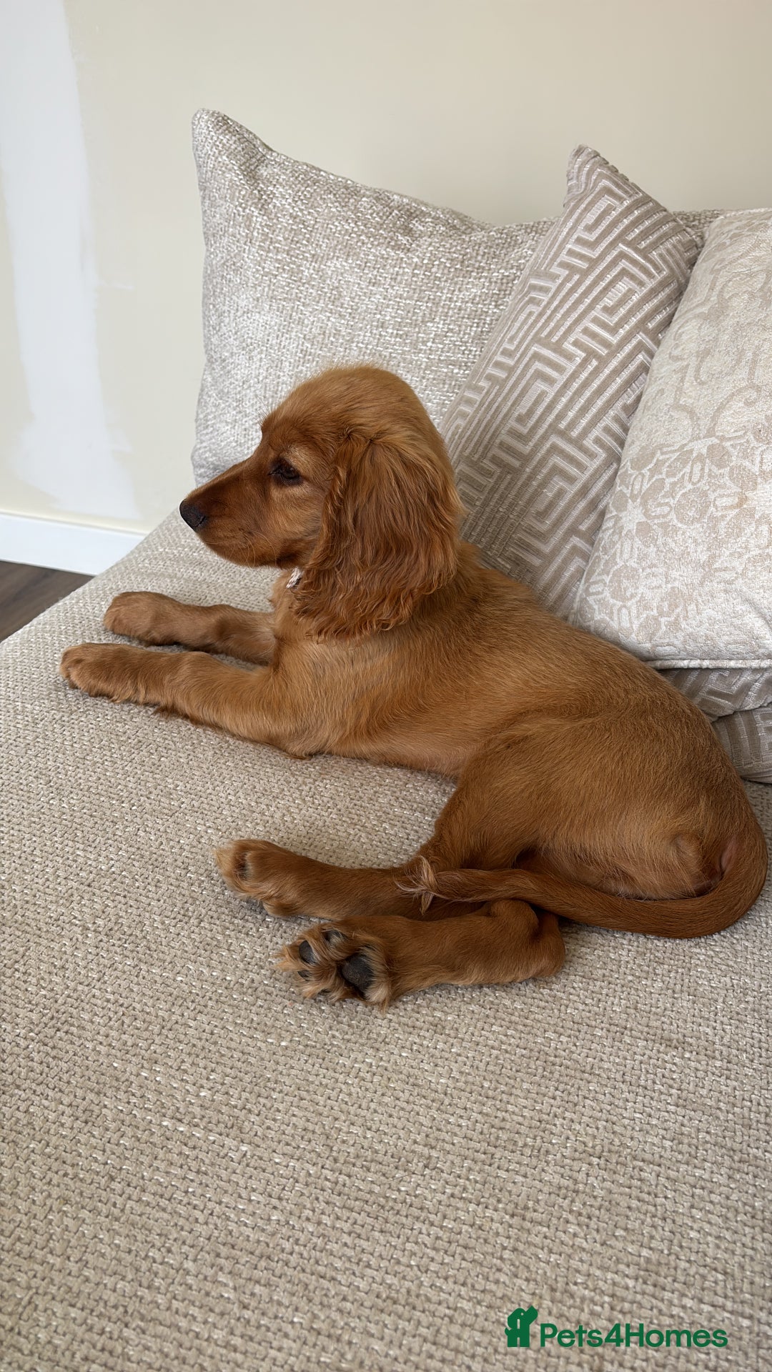 Cocker Spaniel dogs for sale: 14 Week Old Cocker Spaniel Puppy - Image 6