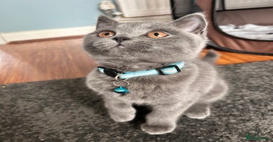 British Shorthair cats - Advert 7