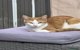 Domestic Shorthair cats for sale: 17 month female domestic short hair cat for sale. - Image 2