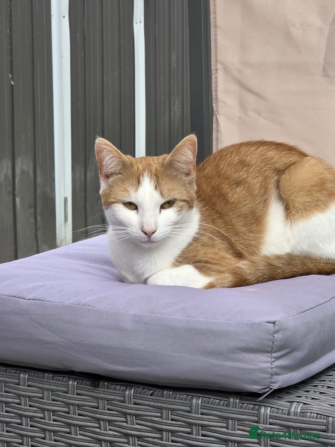 Domestic Shorthair cats for sale: 17 month female domestic short hair cat for sale. - Image 2