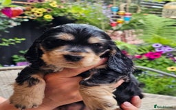 Cocker Spaniel dogs for sale: Sable cockerspaniel puppies - Image 1