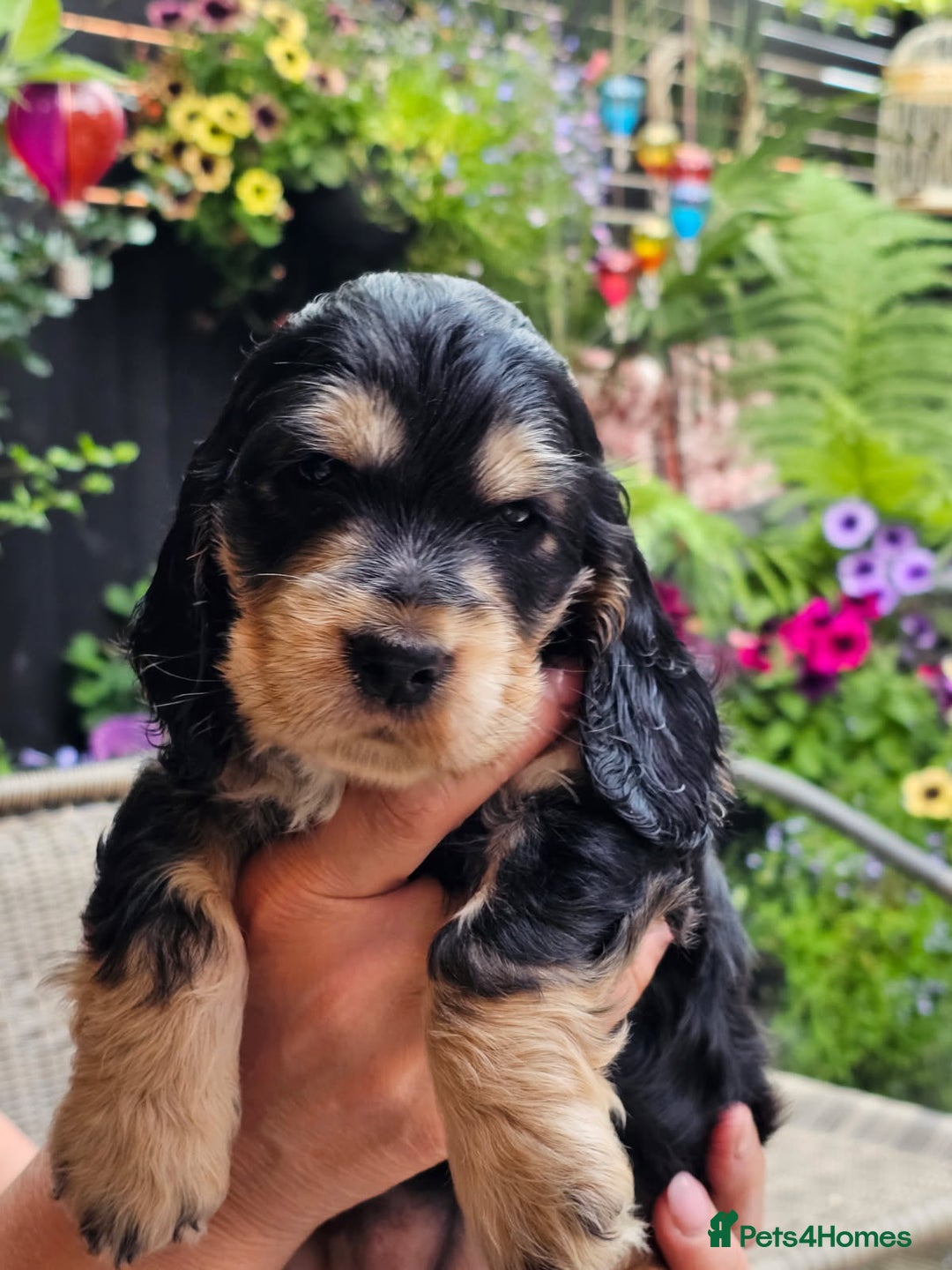 Cocker Spaniel dogs for sale: Sable cockerspaniel puppies - Image 1