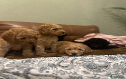 Toy Poodle dogs for sale: Stunning toy poodles  - Advert 32