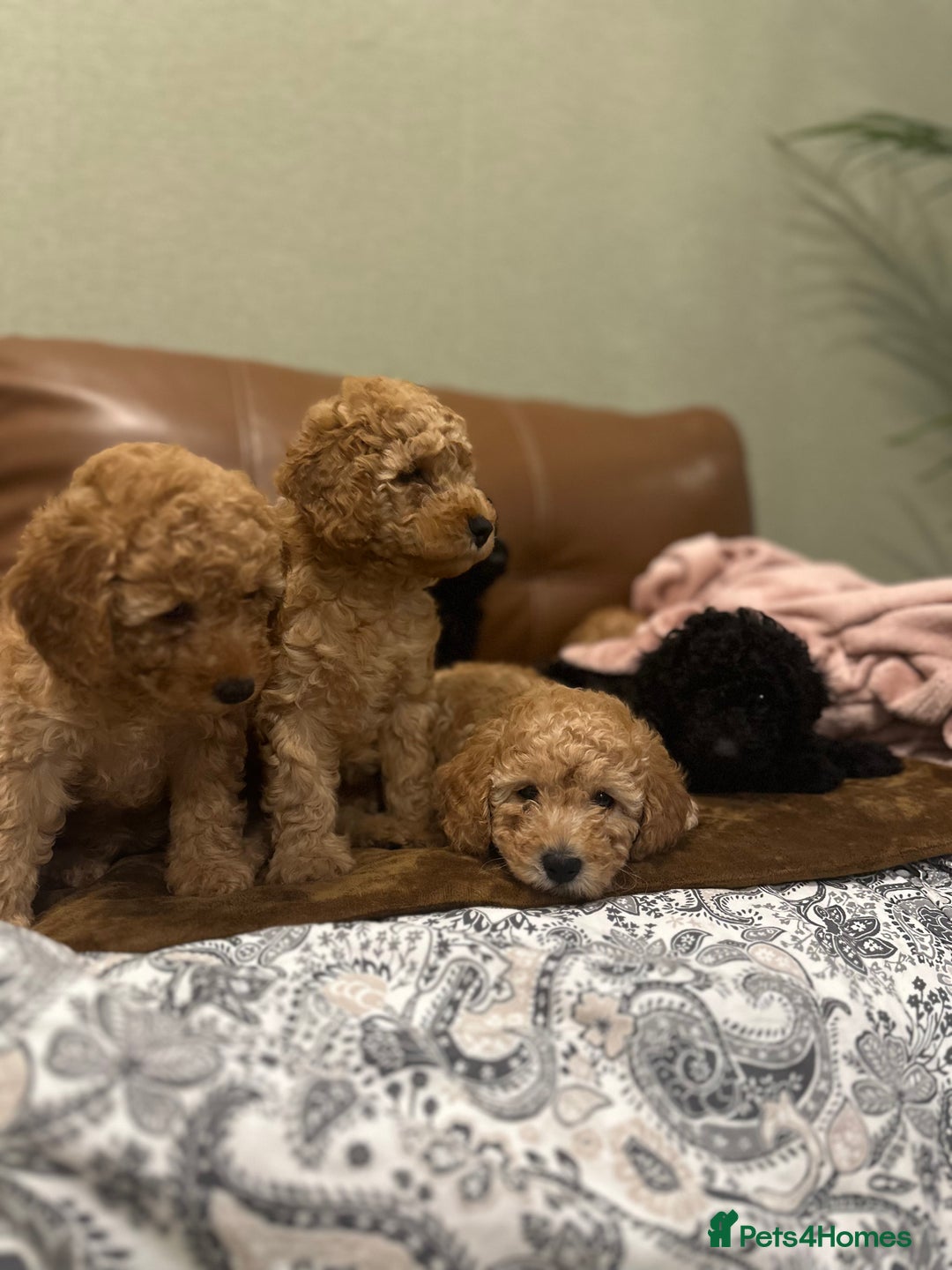 Toy Poodle dogs for sale: Stunning toy poodles  - Advert 32