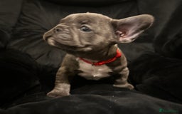 French Bulldog dogs for sale: Blue coat French bulldog pup ONE LEFT  - Image 10