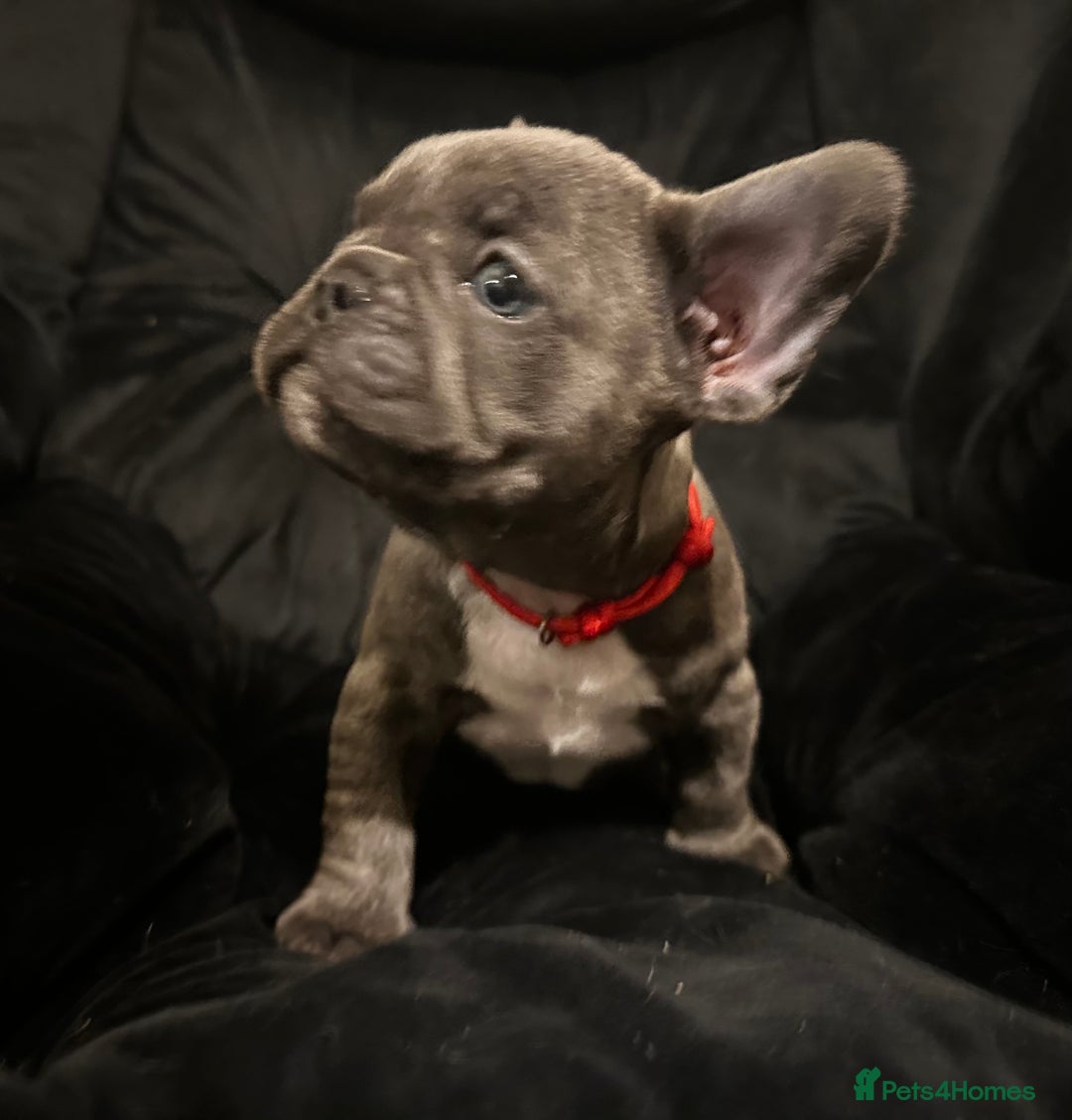 French Bulldog dogs for sale: Blue coat French bulldog pup ONE LEFT  - Image 10