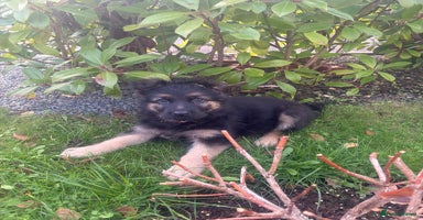 German Shepherd dogs - Advert 2