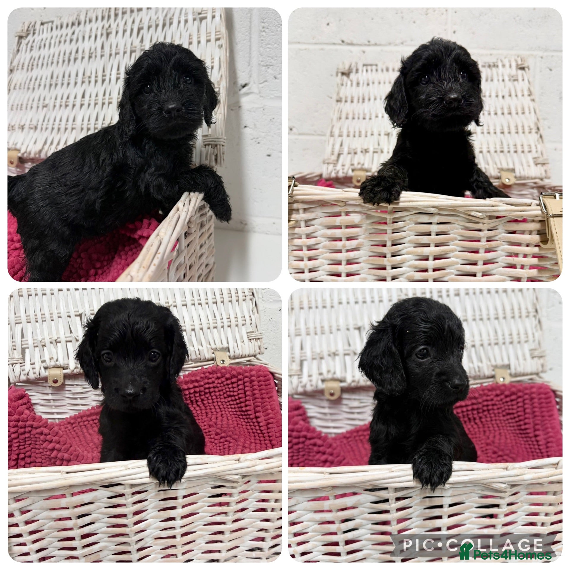 Cockapoo dogs Stunning Cockapoo Puppies - Only 2 Puppies Left  - Advert 1
