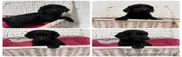 Cockapoo dogs for sale: Stunning Cockapoo Puppies - Only 2 Puppies Left  - Advert 1