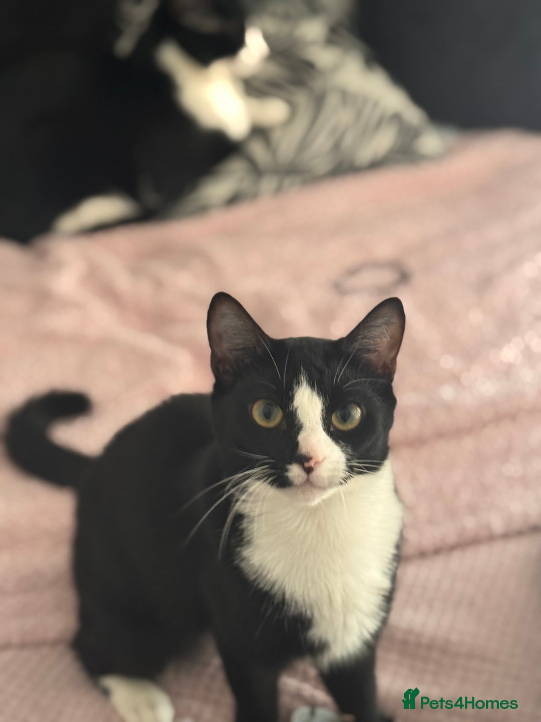 American Shorthair cats for sale: sister and brother - Advert 5