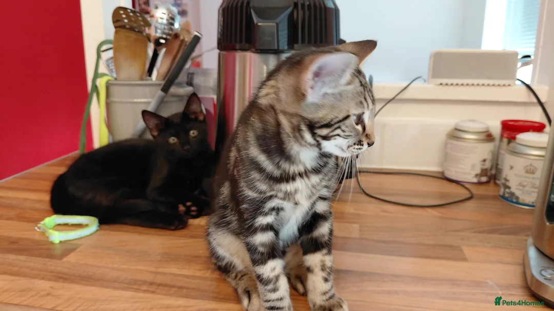 Bengal cats for sale: Bengal cross kittens  - Advert 8