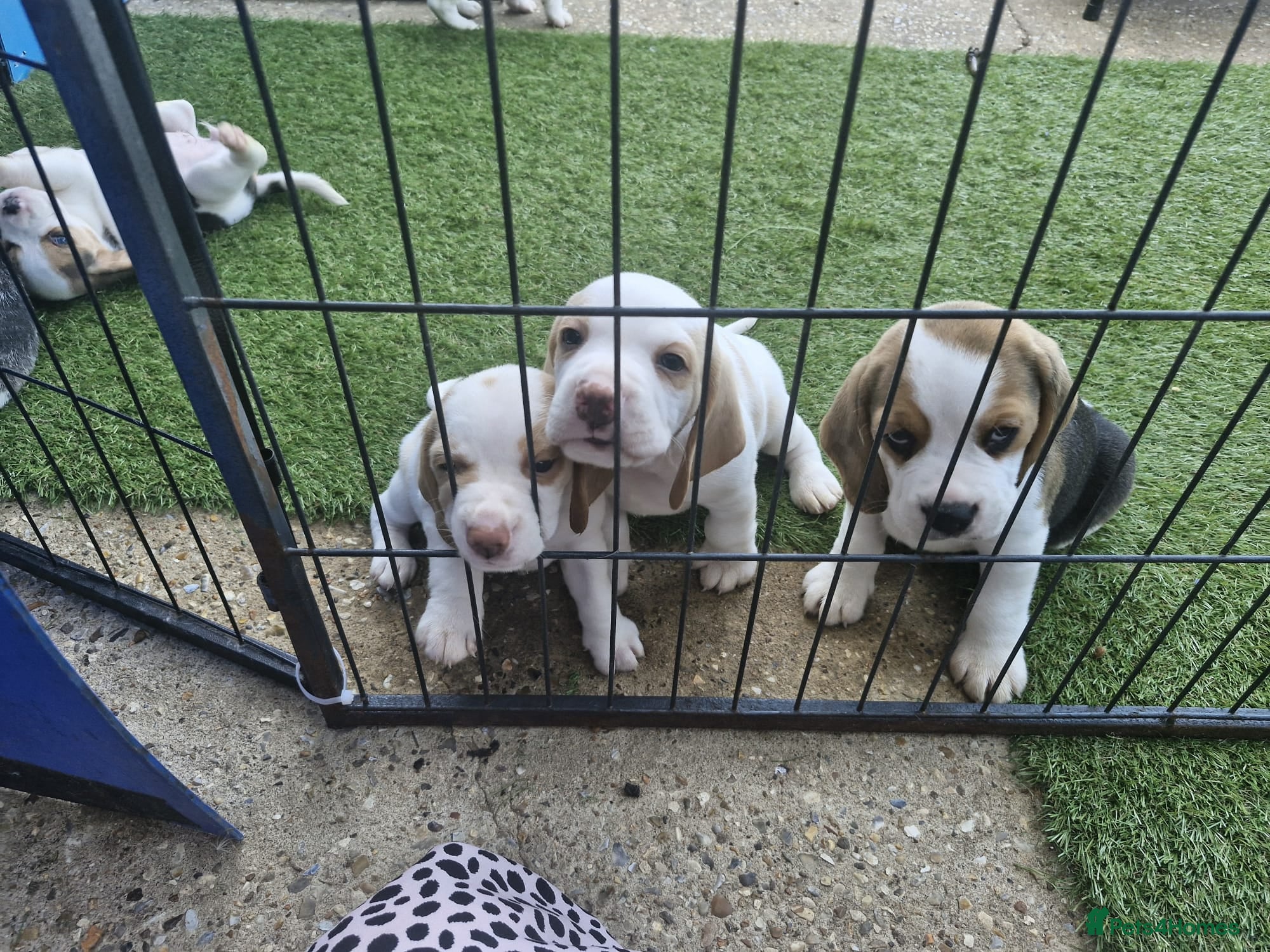Beagle dogs Champion sired beagles KC reg & DNA health tested - Advert 1