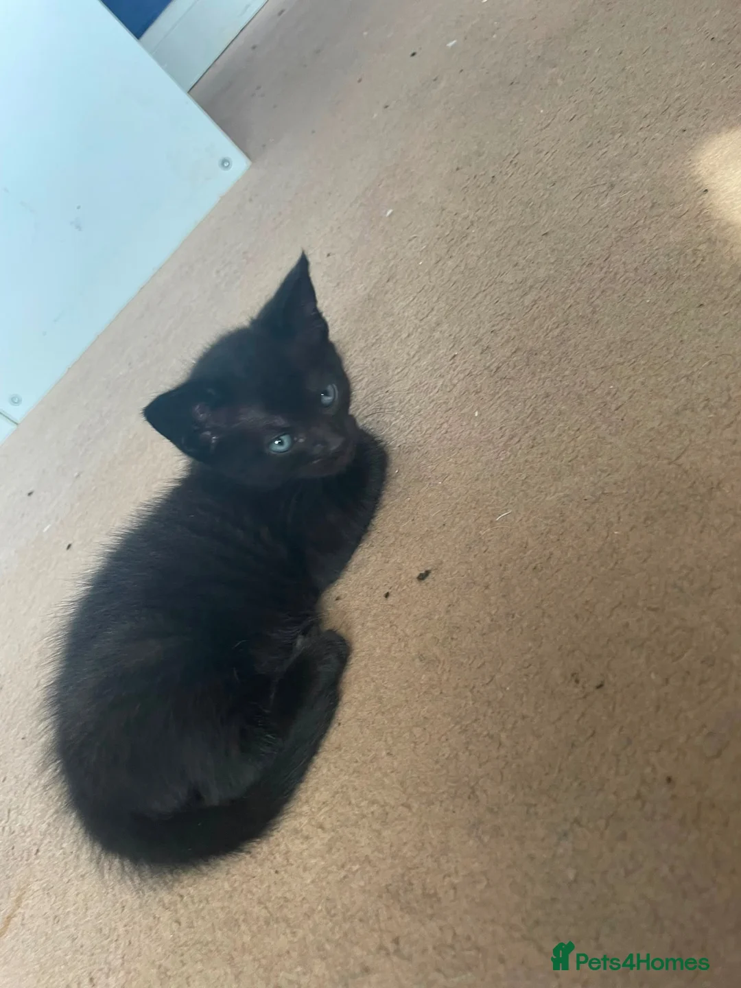 Mixed Breed cats for sale: 2 beautiful female kittens  - Advert 5