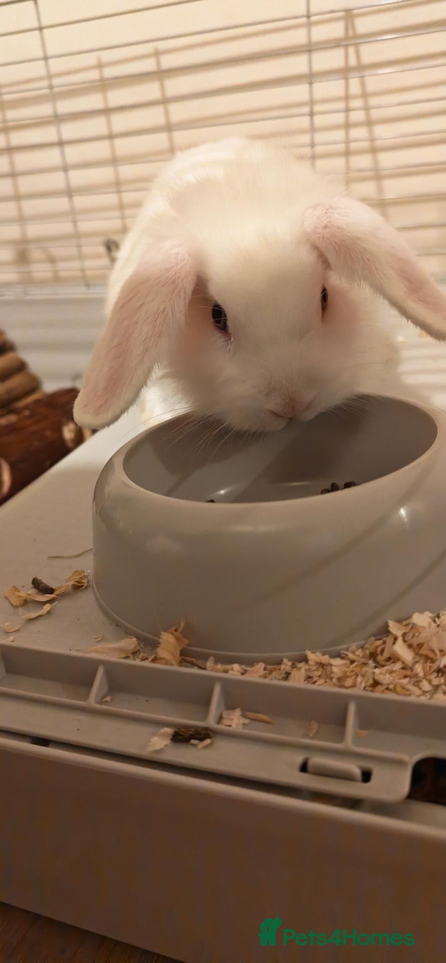 Dwarf Lop rabbits for sale: Rabbit for rehome - free - Advert 1