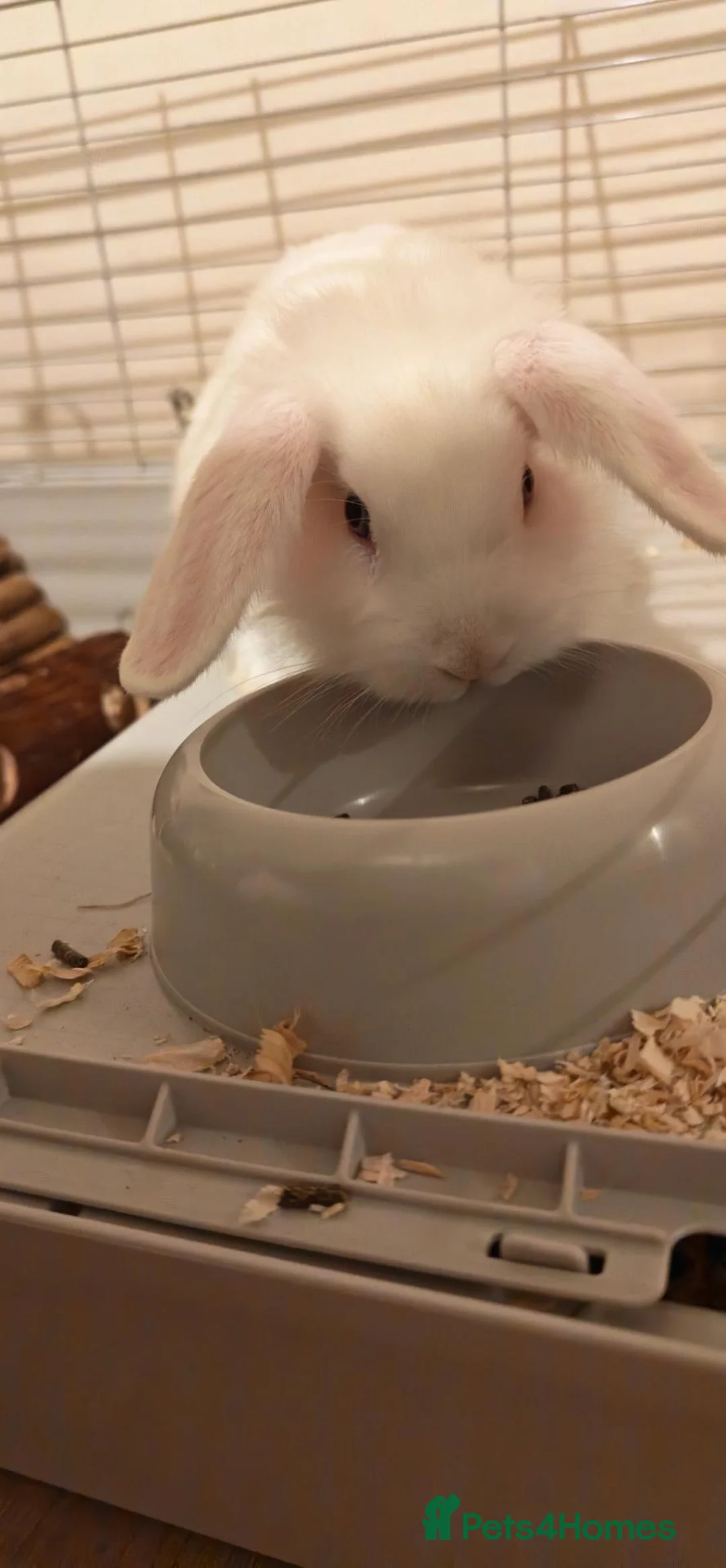 Dwarf Lop rabbits for sale: Rabbit for rehome - free in Manchester - Advert 1