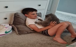 Persian cats for sale: Beautiful blue persian babies - Image 9