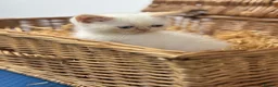 Exotic cats for sale: flame point exotic male - Advert 4
