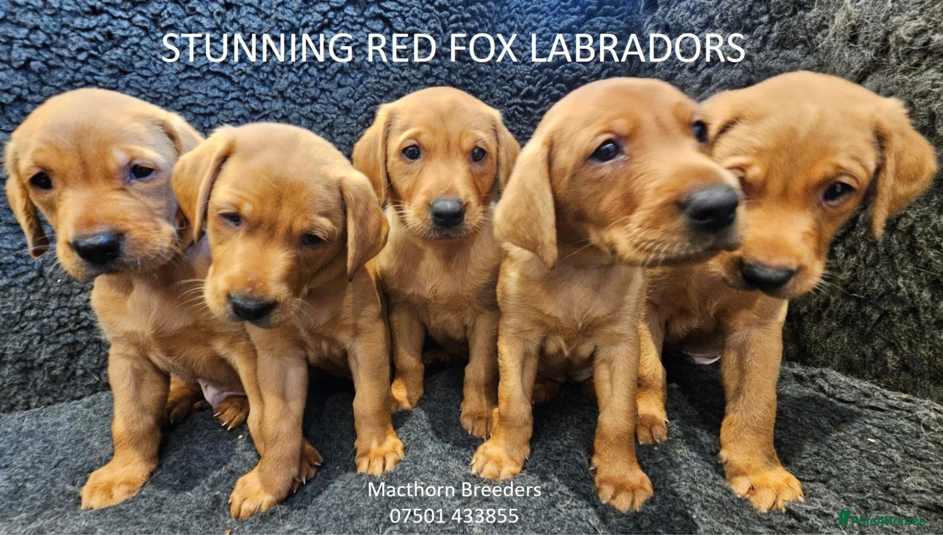 Labrador Retriever dogs Stunning Red Fox Labs-KC Reg, Health Checked, FTCH - Advert 18
