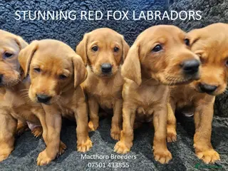 Labrador Retriever dogs Stunning Red Fox Labs-KC Reg, Health Checked, FTCH - Advert 14