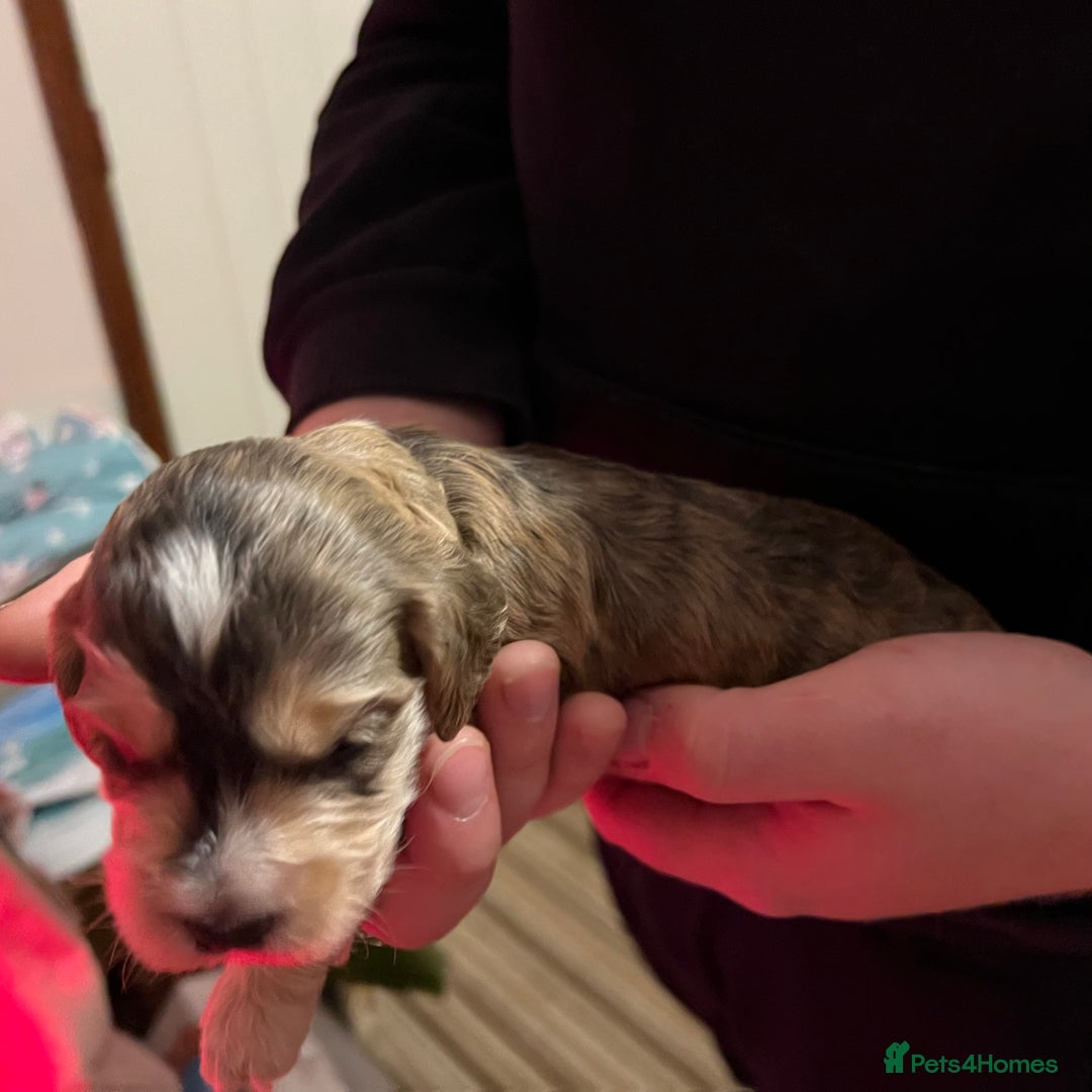 Cockapoo dogs for sale: F1b Cockerpoo puppies. - Image 10