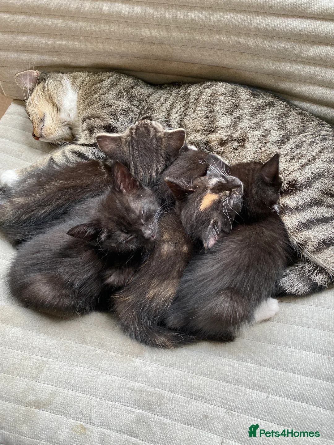 Mixed Breed cats for sale: Female kitten in Berkeley - Advert 2
