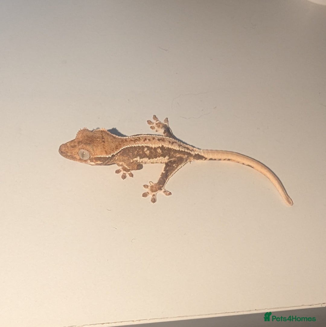 Gecko reptiles for sale: Lilly White Crested Gecko Hatchlings - Advert 3