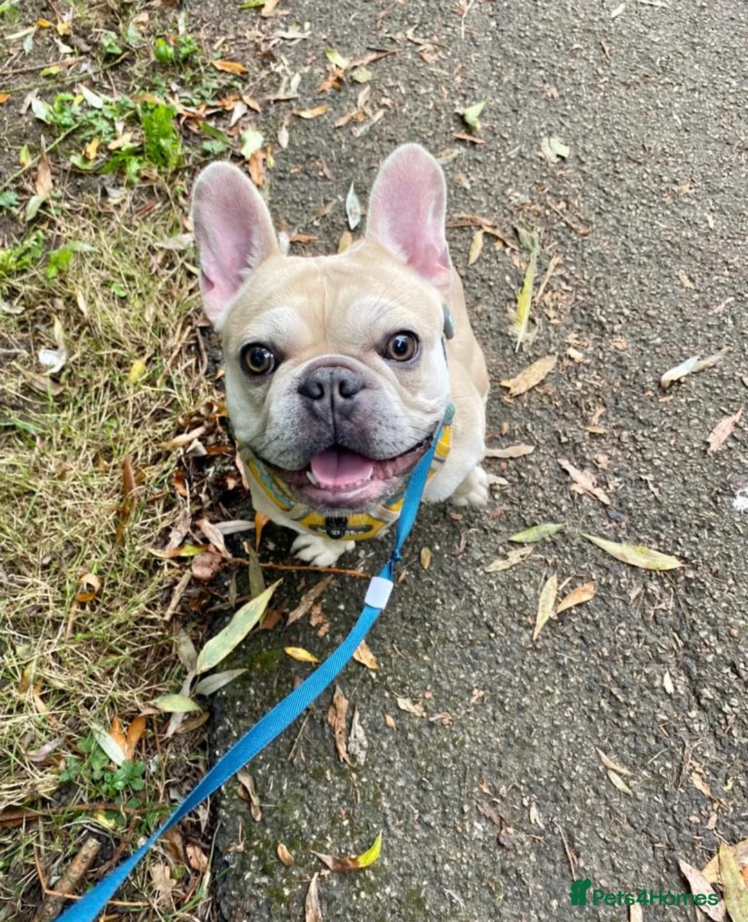 French Bulldog dogs for sale: Fawn Frenchie looking for a forever loving home - Advert 3