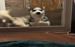 Siberian Husky dogs for sale: Beautiful little girls husky  - Image 3