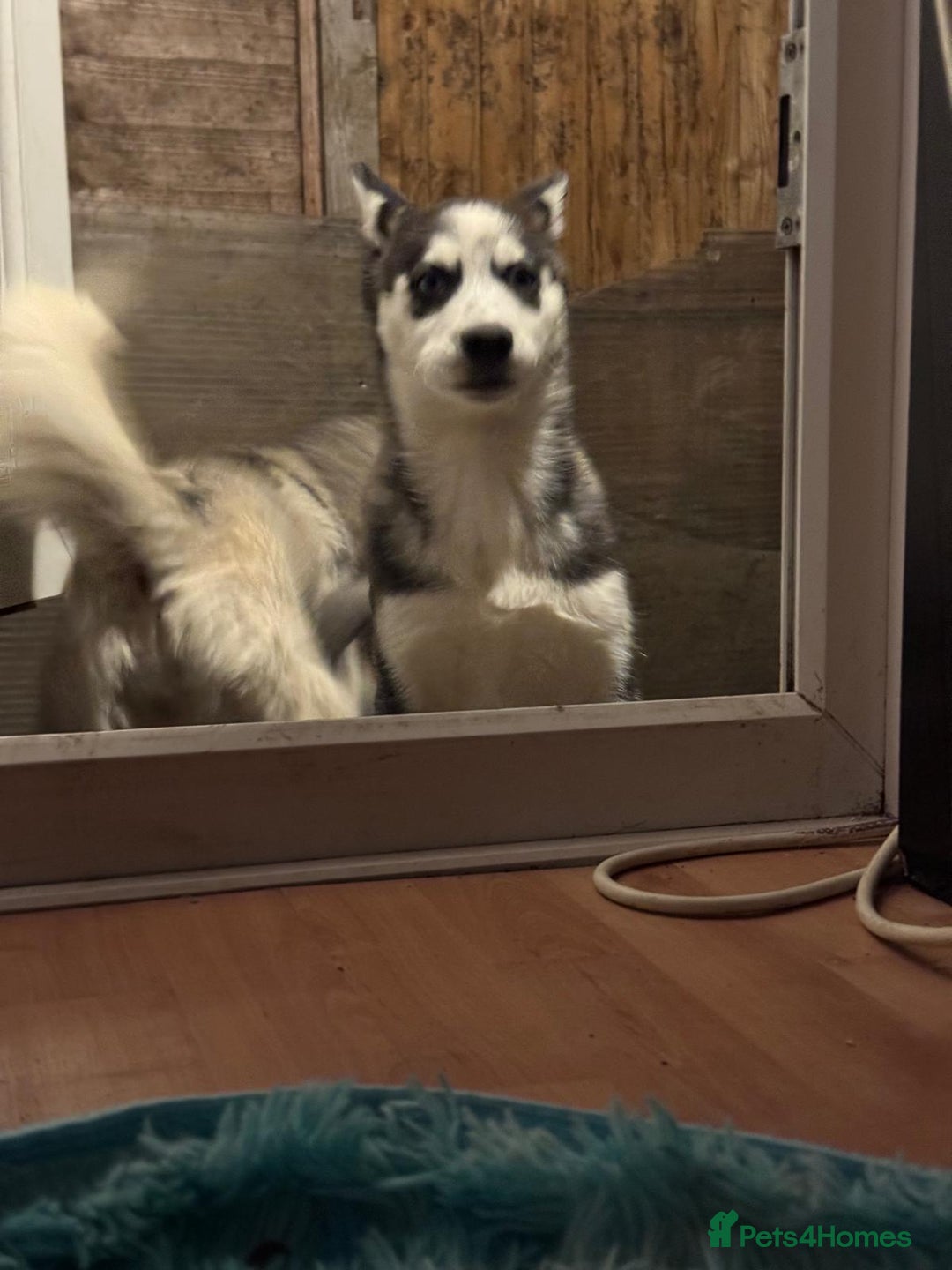 Siberian Husky dogs for sale: Beautiful little girls husky  - Image 3