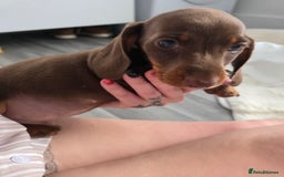 Miniature Dachshund dogs for sale: Miniature dachshund boy available  - Image 14