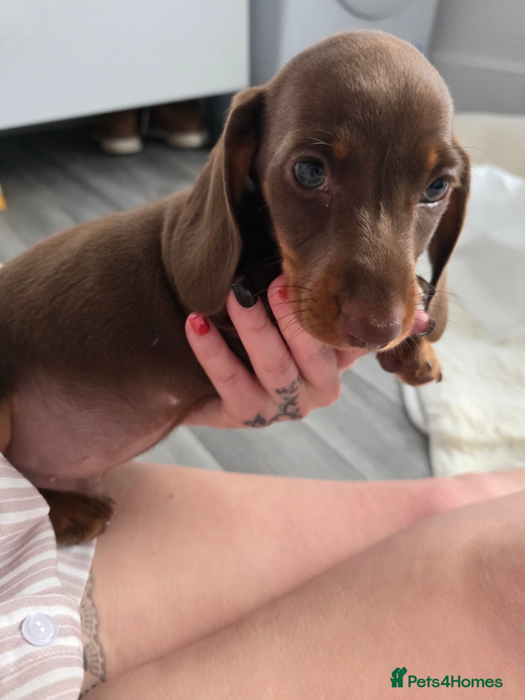 Miniature Dachshund dogs for sale: Miniature dachshund boy available  - Image 14
