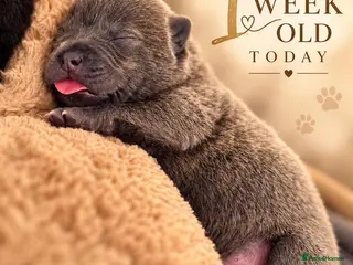 Mixed Breed dogs Chaffy puppies - Advert 5