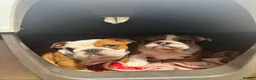 English Bulldog dogs for sale: Beautifully bred English bulldogs  - Advert 11