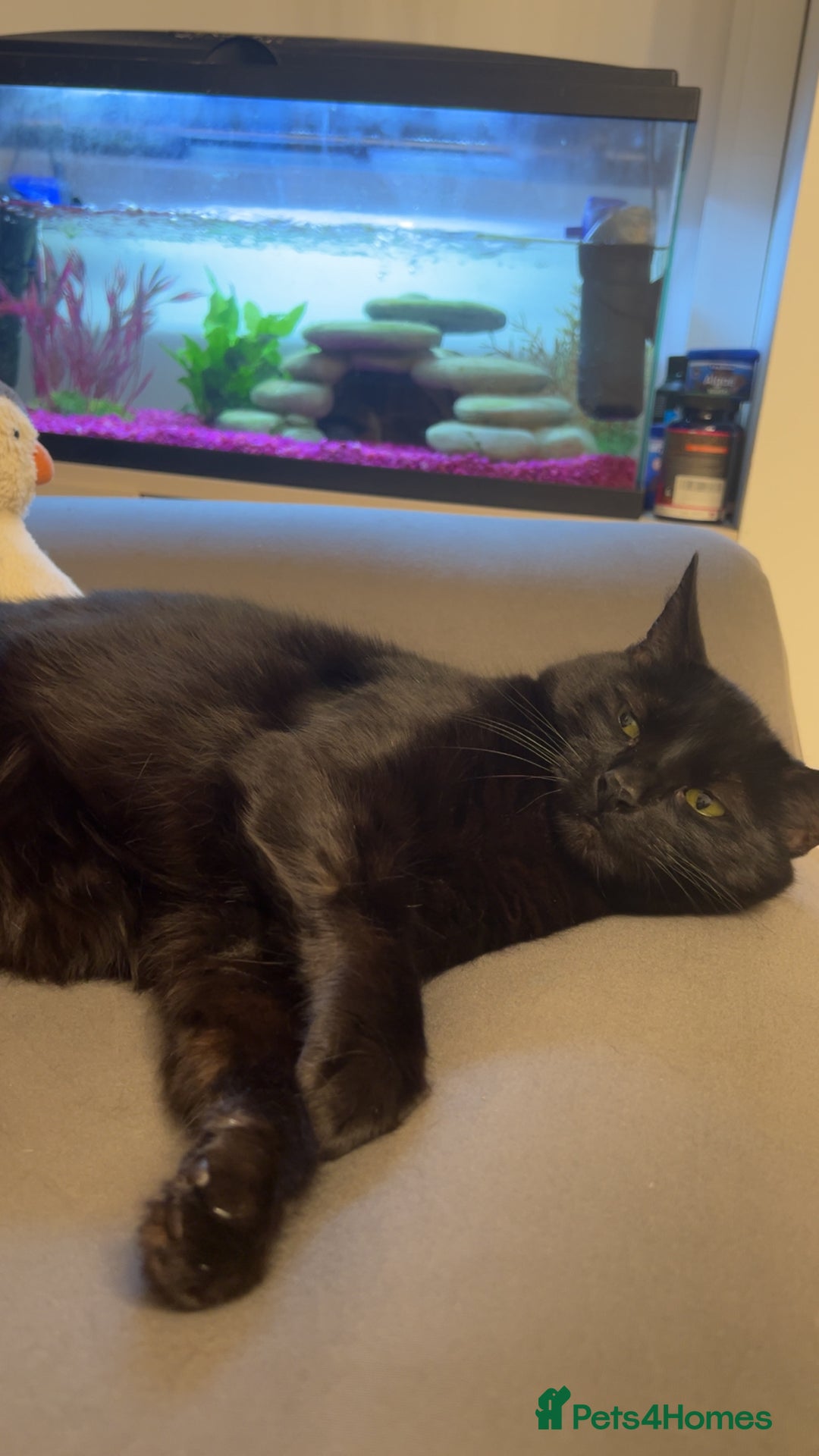 Mixed Breed cats for sale: Must go together! - Advert 9