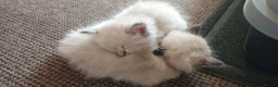 Ragdoll cats for sale: 2 female purebred ragdoll kittens for sale - Advert 2