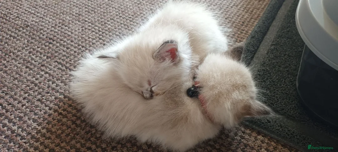 Ragdoll cats for sale: 2 female purebred ragdoll kittens for sale - Advert 2