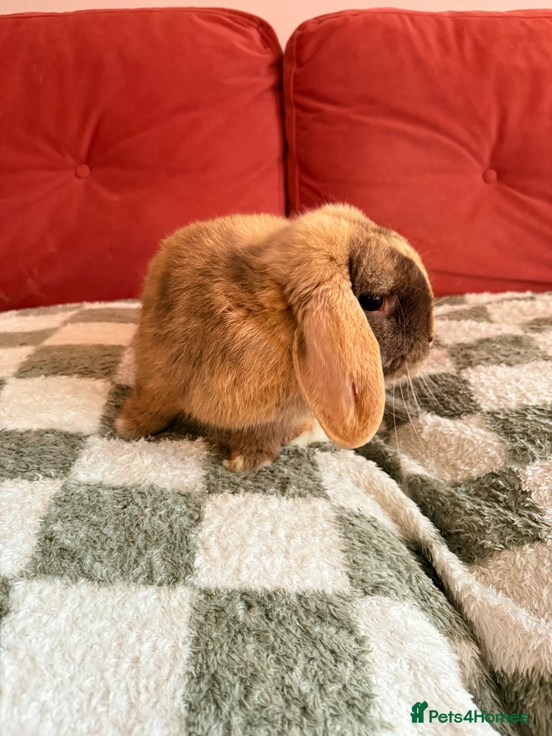 Dwarf Lop rabbits for sale: Two dwarf lop females  - Advert 5