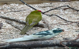 Mixed Breed birds for sale: Young stunning Kakariki’s  - Image 1