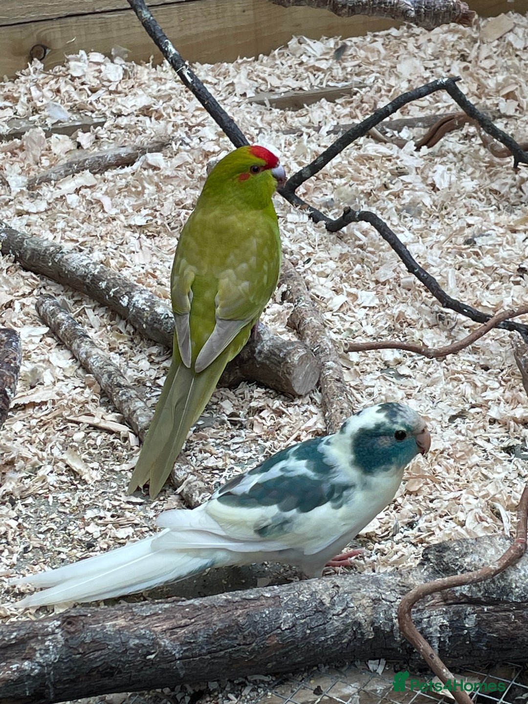 Mixed Breed birds for sale: Young stunning Kakariki’s  - Image 1