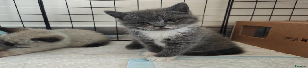 Kitten 1