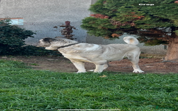 Anatolian Shepherd dogs for sale: Anatolian Shepherd(Malakli) - Image 7