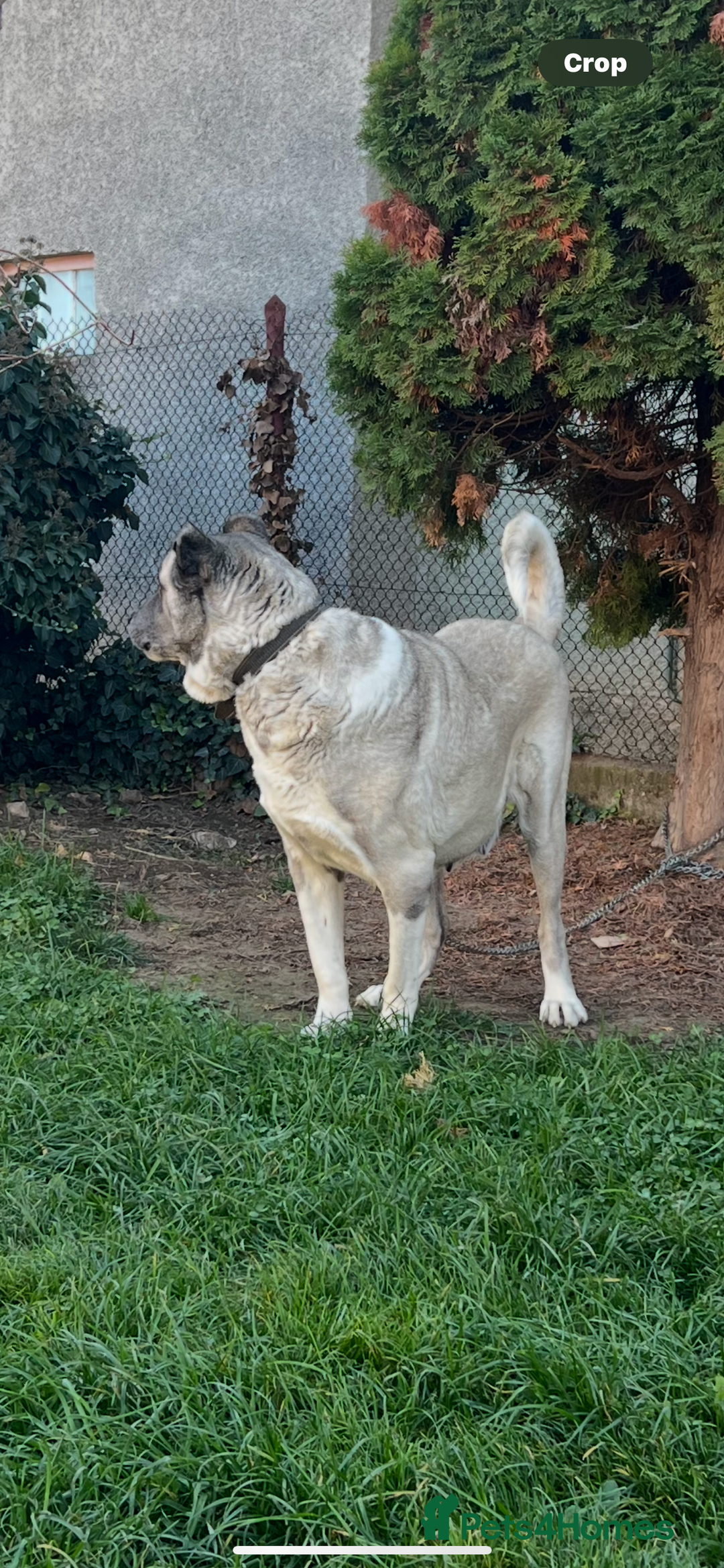 Anatolian Shepherd dogs for sale: Anatolian Shepherd(Malakli) - Image 7