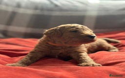Mixed Breed dogs for sale: Poochon x Maltipoo puppies - Image 14