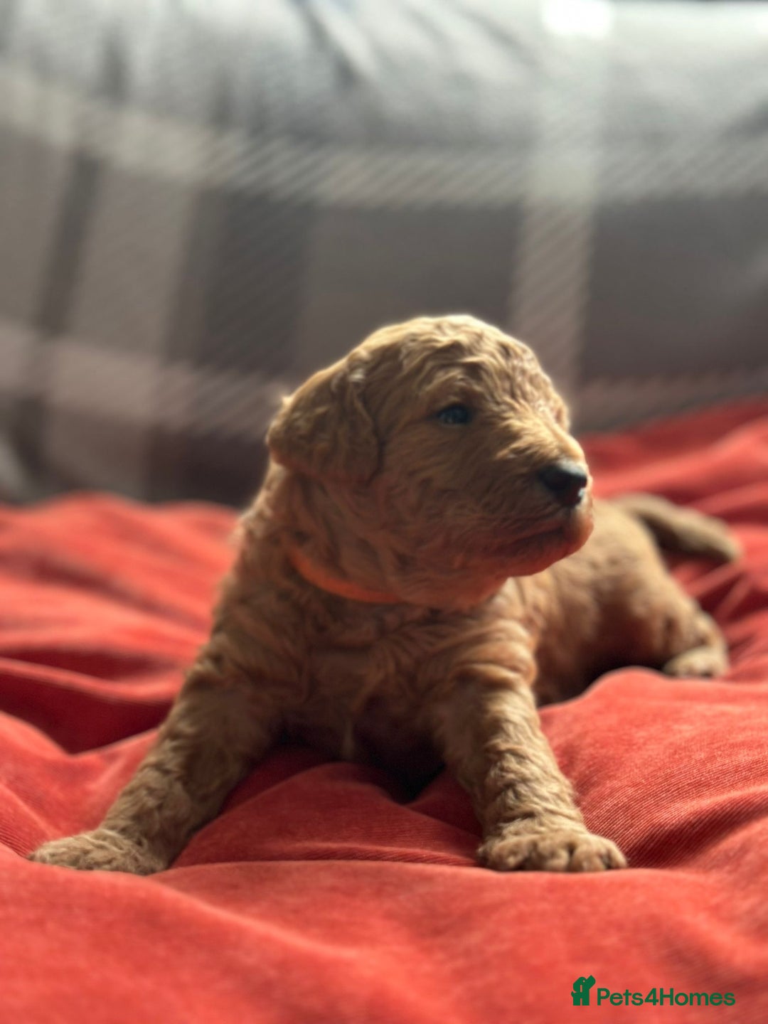 Mixed Breed dogs for sale: Poochon x Maltipoo puppies - Image 14
